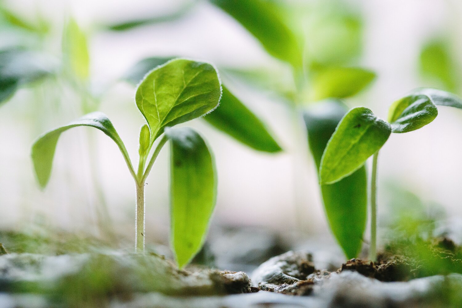 Gardening for Mental Health: Why Cultivating Plants is Good for You